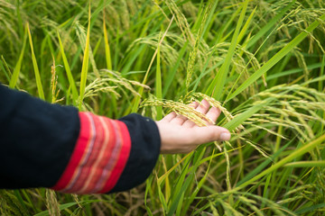 Beautiful happy Muslim woman in green field