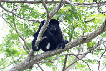 mantled howler monkey - Alouatta palliata