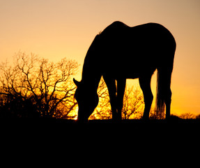 Fototapeta na wymiar Grazing horse silhouetted against setting sun