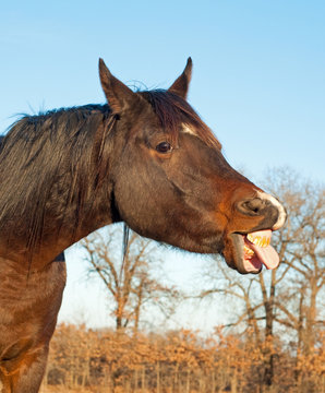 Comical image of a dark bay horse sticking his tongue out