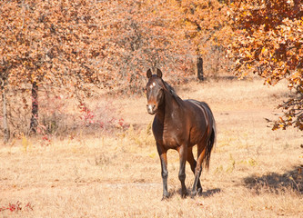 Dark bay Arabian horse walking towards viewer with a curious expression on a  bright, sunny day
