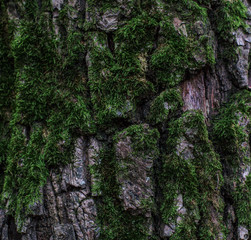 tree covered with moss, close-up
