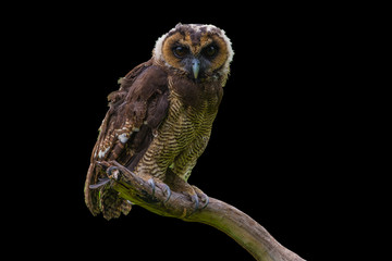 Asian Brown Wood Owl