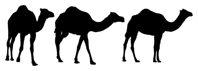 Camel Silhouettes - 124368123