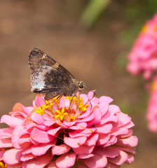 Fototapeta premium Hoary edge butterfly on a pink Zinnia