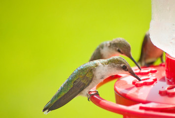Hummingbirds home for dinner, eating nectar at the feeder