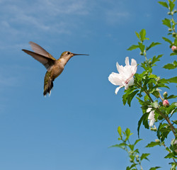 Ruby-throated hummingbird feeding on Althea © pimmimemom