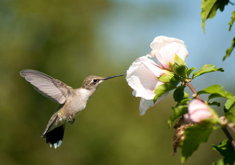 Beautiful Ruby-throated Hummingbird feeding on a light pink Althea flower