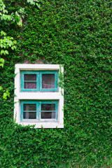 window and of a wall covered with ivy