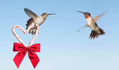 Obraz premium Hummingbird hovering and carrying a Christmas candy cane heart with a bow to another hovering Hummingbird