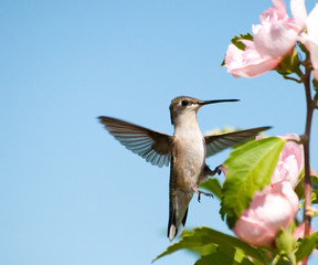 Tiny Hummingbird clinging onto an Althea flower with one foot