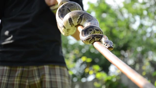 Close up shot of a man holding a Boa Constrictor on a bamboo stick.