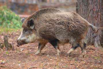wild boar in the forest