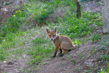 little red fox and forest