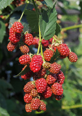 Bunch of the ripening blackberry on a natural background