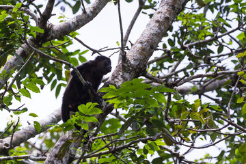 mantled howler monkey - Alouatta palliata