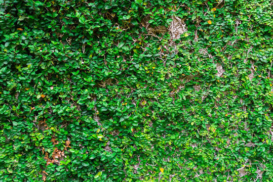 wall covered with ivy
