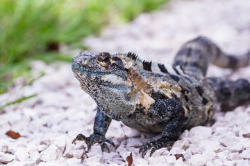 Tropical Iguana in Costa Rica