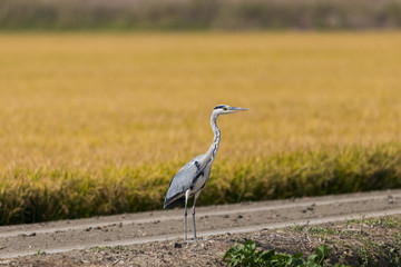 Grey Heron over yellow background in Doñana, Andalusia, Spain (Garza Real)