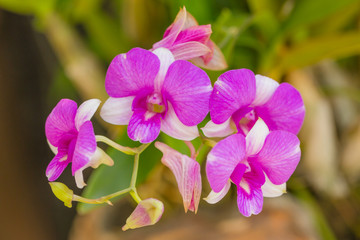 Fototapeta na wymiar Beautiful purple orchid flowers on nature background