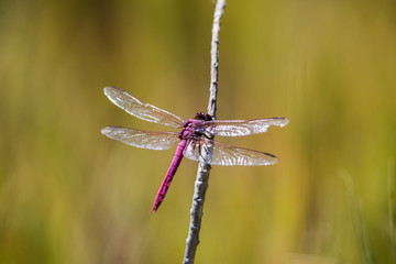 Schnepfenvogel