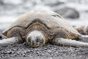 Schildkröte am Black Sand Beach