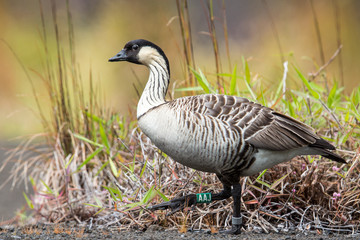 Nene die Hawaiigans, Hawaiis Staatsvogel