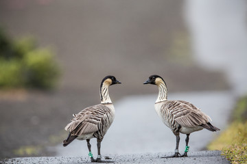Nene die Hawaiigans, Hawaiis Staatsvogel