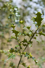 Sprig of holly