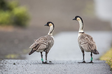 Nene die Hawaiigans, Hawaiis Staatsvogel