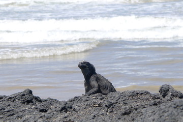 Ecudor, Galapagos, Isabela Island, Marine iguanas