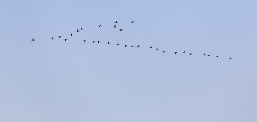 Kraniche auf dem Weg zu den Schlafplätzen im Günnemoor und Huvenhoopsmoor