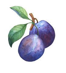 Two whole plum on branch with leaves . Hand drawn watercolor painting on white background.