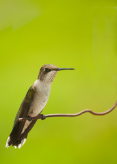 Fototapeta premium Beautiful juvenile male hummingbird sitting on a wire against bright green background