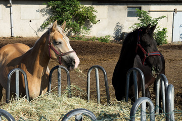 Horses / two horses in a paddock