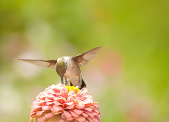 Fototapeta na wymiar Hummingbird feeding on a light pink Zinnia against green background