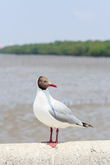 Seagull standing on a cement fence