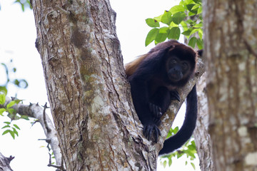 mantled howler monkey - Alouatta palliata