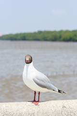 Seagull standing on a cement fence