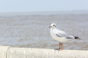 Seagull standing on a cement fence