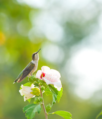Ruby-throated hummingbird resting on an Althea flower © pimmimemom