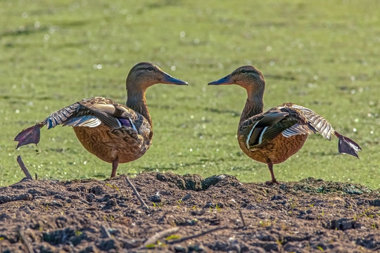 two funny wild ducks