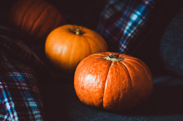 Orange pumpkins group on blue plaid background at home. Autumn object, fall symbol, Thanksgiving Day concept. Still life, rustic style. Halloween holiday.
