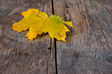 Buntes Blatt auf rustikalem Holz, Herbsthintergrund