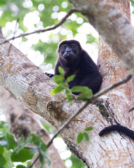 mantled howler monkey - Alouatta palliata