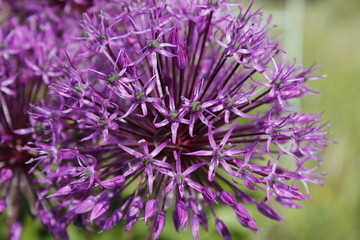 purple flower