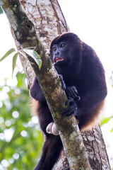mantled howler monkey - Alouatta palliata