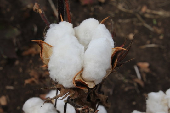 longi cotona
