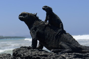 Ecudor, Galapagos, Isabela Island, Marine iguanas