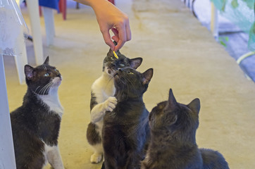 Cats beg for food.